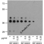 Western blot analysis of PD-1 in overexpressing 293 cells using RF16001, RF16002, and RF16003 antibody at 1, 0.5, and 0.25 μg/ml, respectively.