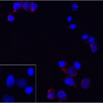 Immunofluorescence of PD-1 in transfected 293 cells with PD-1 antibody at 5 μg/mL. Lower left: Immunofluorescence in transfected 293 cells with control mouse IgG antibody at 5 μg/mL.<br><br>Red: PD1 Antibody [8A4] (RF16002) <br> Blue: DAPI staining