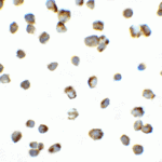 Immunocytochemistry of PD-1 in PD-1-transfected HEK293 cells with PD-1 antibody at 10 μg/ml.