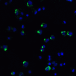 Immunofluorescence of PD-1 in PD-1-transfected HEK293 cells with PD-1 antibody at 20 μg/ml.<br><br>Green: PD-1 Antibody (4067) <br> Blue: DAPI staining