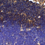 Immunohistochemistry of PD-1 in mouse thymus tissue with PD-1 antibody at 5 μg/mL.