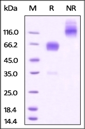 PD-1 Recombinant Protein