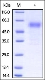 PD-1 Recombinant Protein