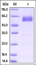 PD-1 Recombinant Protein