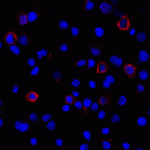 Immunofluorescence of PD-L1 in transfected HEK293 cells with PD-L1 antibody at 2 μg/mL. <br><br>Red: PDL1 Antibody [1D7] (RF16033) <br> Blue: DAPI staining