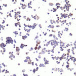 Immunocytochemistry of PD-L1 in transfected 293 cells with PD-L1 antibody at 10 μg/ml.