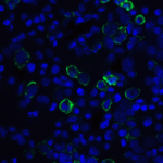 Immunofluorescence of PD-L1 in transfected 293 cells with PD-L1 antibody at 10 μg/ml.<br><br>Green: PD-L1 Antibody [F2G2] (SD8641) <br> Blue: DAPI staining