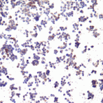 Immunocytochemistry of PD-L1 in transfected 293 cells with PD-L1 antibody at 10 μg/ml.