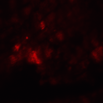 <strong>Figure 10 Immunofluorescence Validation of PD-L1 in Rat Heart</strong><br>Immunofluorescence analysis of 4% paraformaldehyde-fixed rat heart tissue labeling PD-L1 with 4059 at 20 μg/ml, followed by goat anti-rabbit IgG secondary antibody at 1/250 dilution (red).