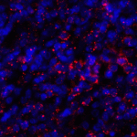 Immunofluorescence of PD-L1 in human tonsil tissue with PD-L1 antibody at 2 μg/mL. <br><br>Red: PDL1 Antibody [4F2] (RF16031) <br> Blue: DAPI staining