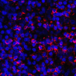 Immunofluorescence of PD-L1 in human tonsil tissue with PD-L1 antibody at 2 μg/mL. <br><br>Red: PDL1 Antibody [8E12] (RF16032) <br> Blue: DAPI staining