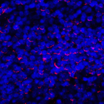 Immunofluorescence of PD-L1 in human tonsil tissue with PD-L1 antibody at 2 μg/mL. <br><br>Red: PDL1 Antibody [2D6] (RF16036) <br> Blue: DAPI staining