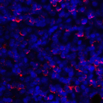 Immunofluorescence of PD-L1 in human tonsil tissue with PD-L1 antibody at 2 μg/mL. <br><br>Red: PDL1 Antibody [1F11] (RF16037) <br> Blue: DAPI staining