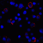 Immunofluorescence of PD-L1 in transfected HEK293 cells with PD-L1 antibody at 2 μg/mL. <br><br>Red: PDL1 Antibody [4F2] (RF16031) <br> Blue: DAPI staining