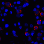 Immunofluorescence of PD-L1 in transfected HEK293 cells with PD-L1 antibody at 2 μg/mL. <br><br>Red: PDL1 Antibody [8E12] (RF16032) <br> Blue: DAPI staining