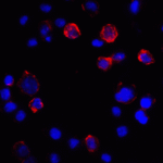 Immunofluorescence of PD-L1 in transfected HEK293 cells with PD-L1 antibody at 2 μg/mL. <br><br>Red: PDL1 Antibody [2D6] (RF16036) <br> Blue: DAPI staining