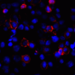Immunofluorescence of PD-L1 in transfected HEK293 cells with PD-L1 antibody at 2 μg/mL. <br><br>Red: PDL1 Antibody [1F11] (RF16037) <br> Blue: DAPI staining