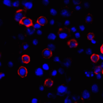 Immunofluorescence of PD-L1 in transfected HEK293 cells with PD-L1 antibody at 2 μg/mL. <br><br>Red: PDL1 Antibody [1D7] (RF16038) <br> Blue: DAPI staining