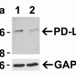 <strong>Figure 3 Validation with PD-L1 siRNA Knockdown in HeLa Cells</strong><br> HeLa cells were transfected with control siRNAs (lane 1) or PD-L1 siRNAs (lane 2) Loading: 10 μg of HeLa whole cell lysates per lane.Antibodies: RF16035 (2 μg/mL) and GAPDH (3783, 0.02 μg/mL), 1 h incubation at RT in 5% NFDM/TBST.Secondary: Goat anti-mouse IgG HRP conjugate at 1:5000 dilution.