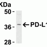 <strong>Figure 4 Western Blot Validation of PD-L1 in Raji Cells </strong><br> Loading: Lysates/proteins at 15 μg per lane.Antibodies: RF16035 (4 μg/mL). 1 h incubation at RT in 5% NFDM/TBST.Secondary: Goat anti-mouse IgG HRP conjugate at 1:10000 dilution.