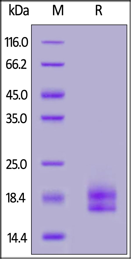 PD-L1 / B7-H1 (19-134) Recombinant Protein