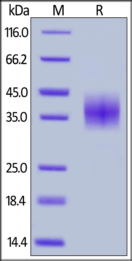 PD-L1 / B7-H1 Recombinant Protein