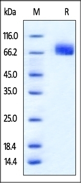 PD-L1 Recombinant Protein