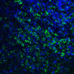 Immunofluorescence of PD-L2 in human tonsil tissue with PD-L2 antibody at 20 μg/mL. <br><br>Green: PDL2 Antibody [4E10] (RF16021) <br> Blue: DAPI staining