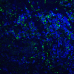 Immunofluorescence of PD-L2 in human tonsil tissue with PD-L2 antibody at 20 μg/mL. <br><br>Green: PDL2 Antibody [8C12] (RF16022) <br> Blue: DAPI staining