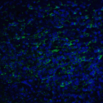 Immunofluorescence of PD-L2 in human tonsil tissue with PD-L2 antibody at 20 μg/mL. <br><br>Green: PDL2 Antibody [7C7] (RF16023) <br> Blue: DAPI staining