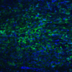 Immunofluorescence of PD-L2 in human tonsil tissue with PD-L2 antibody at 20 μg/mL. <br><br>Green: PDL2 Antibody [7C1] (RF16024) <br> Blue: DAPI staining