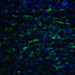 Immunofluorescence of PD-L2 in human tonsil tissue with PD-L2 antibody at 20 μg/mL. <br><br>Green: PDL2 Antibody [10H6] (RF16025) <br> Blue: DAPI staining