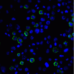 Immunofluorescence of PD-L2 in transfected HEK293 cells with PD-L2 antibody at 20 μg/mL. <br><br>Green: PDL2 Antibody [4E10] (RF16021) <br> Blue: DAPI staining