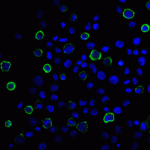 Immunofluorescence of PD-L2 in transfected HEK293 cells with PD-L2 antibody at 20 μg/mL. <br><br>Green: PDL2 Antibody [8C12] (RF16022) <br> Blue: DAPI staining