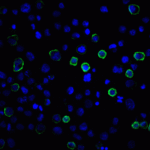 Immunofluorescence of PD-L2 in transfected HEK293 cells with PD-L2 antibody at 20 μg/mL. <br><br>Green: PDL2 Antibody [7C7] (RF16023) <br> Blue: DAPI staining