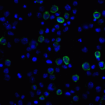 Immunofluorescence of PD-L2 in transfected HEK293 cells with PD-L2 antibody at 20 μg/mL. <br><br>Green: PDL2 Antibody [7C1] (RF16024) <br> Blue: DAPI staining