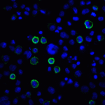 Immunofluorescence of PD-L2 in transfected HEK293 cells with PD-L2 antibody at 20 μg/mL. <br><br>Green: PDL2 Antibody [10H6] (RF16025) <br> Blue: DAPI staining