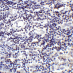 Immunohistochemistry of PD-L2 in human tonsil tissue with PD-L2 antibody at 2 μg/mL.