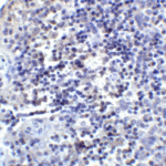 Immunohistochemistry of PD-L2 in human tonsil tissue with PD-L2 antibody at 2 μg/mL.