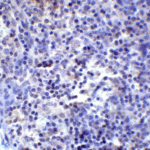 Immunohistochemistry of PD-L2 in human tonsil tissue with PD-L2 antibody at 2 μg/mL.