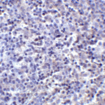 Immunohistochemistry of PD-L2 in human tonsil tissue with PD-L2 antibody at 2 μg/mL.