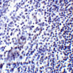 Immunohistochemistry of PD-L2 in human tonsil tissue with PD-L2 antibody at 2 μg/mL.