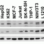 <strong>Figure 2 Independent Antibody Validation (IAV) via Protein Expression Profile in Human and Mouse Cell Lines</strong><br>Loading: 15 μg of lysates per lane.Antibodies: PD-L2, 4063 (4 μg/mL), competitor antibody (4 μg/mL), and beta-actin (1 μg/mL),  1h incubation at RT  in 5% NFDM/TBST.Secondary: Goat anti-rabbit IgG HRP conjugate at 1:10000 dilution.