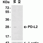 <strong>Figure 3 KO Validation in HeLa Cells</strong><br> Loading: 15 μg of HeLa WT cell lysates or PD-L2 KO cell lysates. Antibodies:  PD-L2, 4063 (4 μg/mL) and beta-actin 3779 (1 μg/mL), 1 h incubation at RT in 5% NFDM/TBST.Secondary: Goat Anti-Rabbit IgG HRP conjugate at 1:10000 dilution.