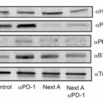 <strong>Figure 10 Regulated Expression Validation of PD-L2 in Mice with Melanoma Tumor (Knox et al., 2019) </strong><br>Immunoblot analysis of PD-L2 expression with anti-PD-L2 (4063) antibodies. PD-L2 expression was up-regulated by anti-PD1 antibody treatment whereas it was reduced by Next A alone or combination treatment (anti-PD1 antibody + NextA).