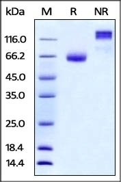 PD-L2 Recombinant Protein