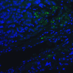 Immunofluorescence of PD-1 in human lymph node tissue with PD-1 antibody at 20 μg/mL. <br><br>Green: PD1 Antibody [10B3] (RF16005) <br> Blue: DAPI staining