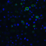 Immunofluorescence of PD-1 in in overexpressing HEK293 cells with PD-1 antibody at 20 μg/mL. <br><br>Green: PD1 Antibody [5D3] (RF16006) <br> Blue: DAPI staining