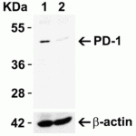 <strong>Figure 1 KO Validation in HeLa Cells</strong><br> Loading: 10 μg of HeLa WT cell lysates or PD-1 KO cell lysates. Antibodies:  PD-1, 4065 (4 μg/mL) and beta-actin 3779 (1 μg/mL), 1 h incubation at RT in 5% NFDM/TBST.Secondary: Goat Anti-Rabbit IgG HRP conjugate at 1:10000 dilution.