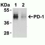 <strong>Figure 2 KD Validation in HeLa Cells</strong><br> Loading: 10 μg of HeLa WT cell lysates or PD-1 KD cell lysates. Antibodies:  PD-1, 4065 (4 μg/mL) and beta-actin 3779 (1 μg/mL), 1 h incubation at RT in 5% NFDM/TBST.Secondary: Goat Anti-Rabbit IgG HRP conjugate at 1:10000 dilution.
